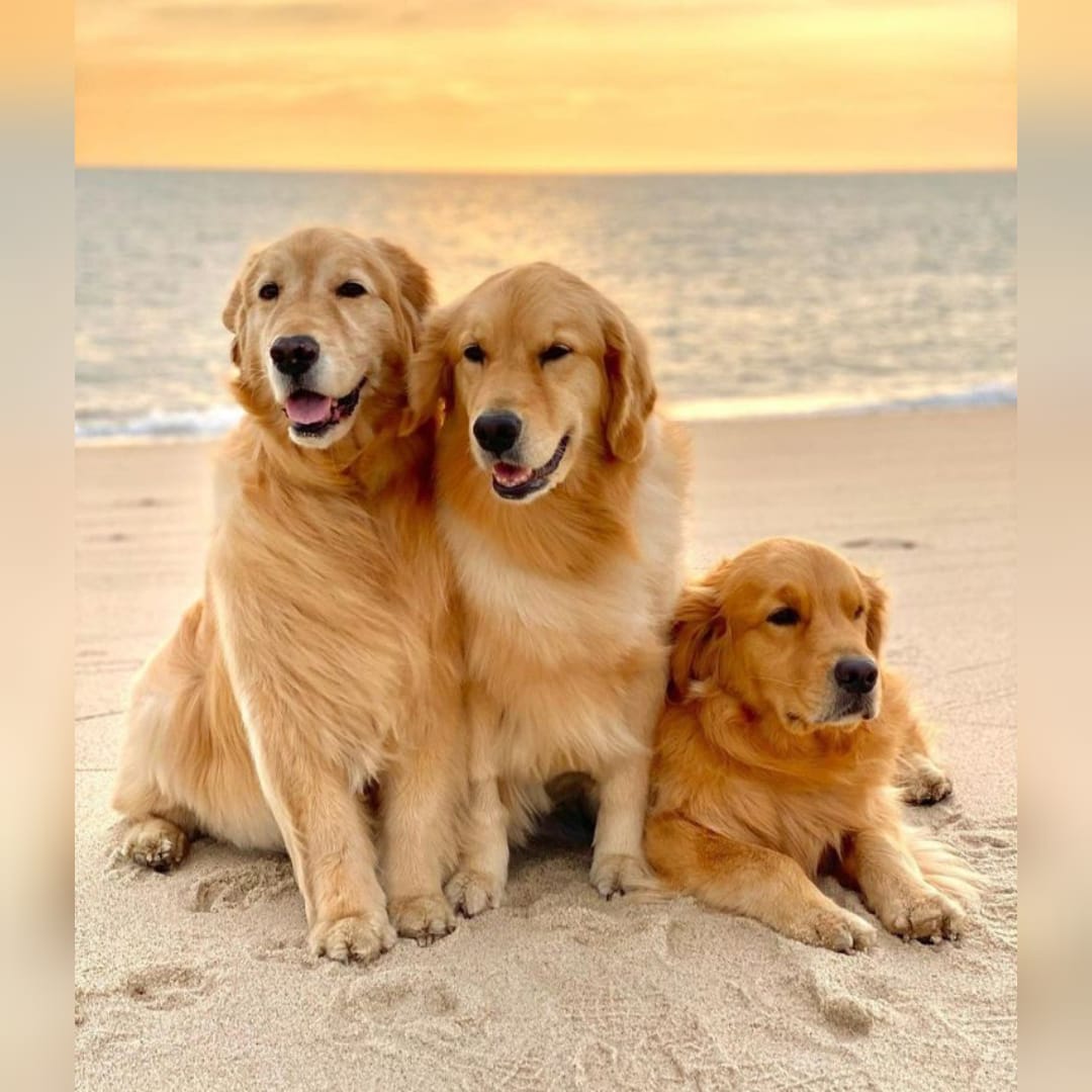 Easy Training Tips Every Pet Owner Should Know