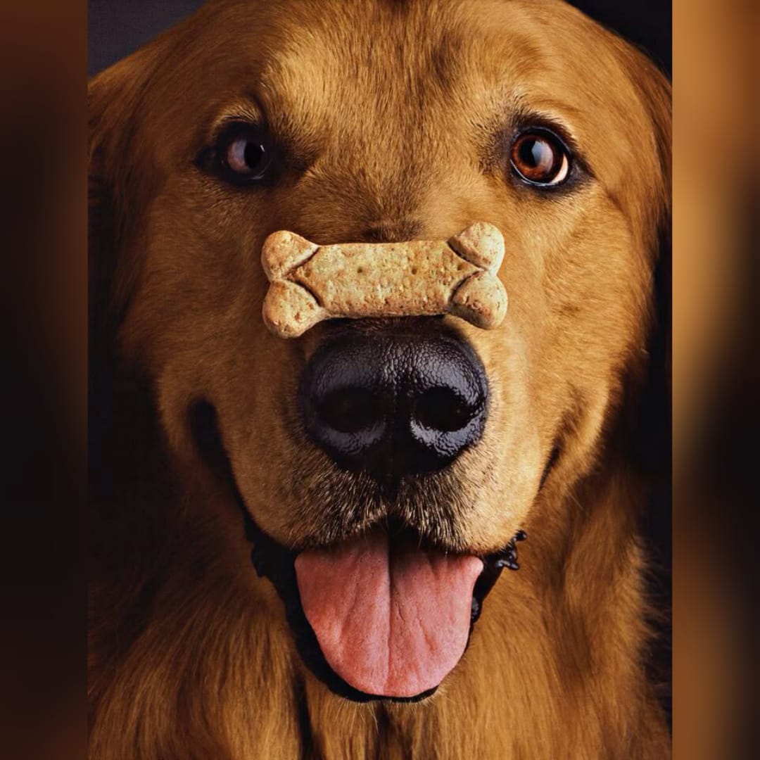 🐶 Pet Food & Treats